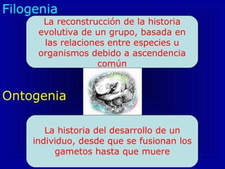 Filogenia
La reconstrucción de la historia
evolutiva de un grupo, basada en
las relaciones entre especies u
organismos debido a ascendencia
común
Ontogenia
La historia del desarrollo de un
individuo, desde que se fusionan los
gametos hasta que muere
 