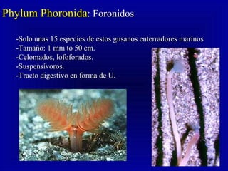 Phylum PhoronidaPhylum Phoronida: Foronidos: Foronidos
-Solo unas 15 especies de estos gusanos enterradores marinos-Solo unas 15 especies de estos gusanos enterradores marinos
-Tamaño: 1 mm to 50 cm.-Tamaño: 1 mm to 50 cm.
-Celomados, lofoforados.-Celomados, lofoforados.
-Suspensívoros.-Suspensívoros.
-Tracto digestivo en forma de U.-Tracto digestivo en forma de U.
 