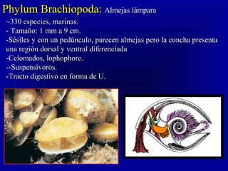 Phylum Brachiopoda:Phylum Brachiopoda: Almejas lámparaAlmejas lámpara
~330 especies, marinas.~330 especies, marinas.
- Tamaño: 1 mm a 9 cm.- Tamaño: 1 mm a 9 cm.
-Sésiles y con un pedúnculo, parecen almejas pero la concha presenta-Sésiles y con un pedúnculo, parecen almejas pero la concha presenta
una región dorsal y ventral diferenciadauna región dorsal y ventral diferenciada
-Celomados, lophophore.-Celomados, lophophore.
--Suspensívoros.--Suspensívoros.
-Tracto digestivo en forma de U.-Tracto digestivo en forma de U.
 