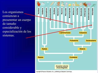 Los organismosLos organismos
comienzan acomienzan a
presenmtar un cuerpopresenmtar un cuerpo
de tamañode tamaño
considerable yconsiderable y
especialización de losespecialización de los
sistemas.sistemas.
 