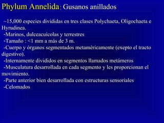 Phylum AnnelidaPhylum Annelida:: Gusanos anilladosGusanos anillados
~15,000 especies divididas en tres clases Polychaeta, Oligochaeta e~15,000 especies divididas en tres clases Polychaeta, Oligochaeta e
Hyrudinea.Hyrudinea.
-Marinos, dulceacuícolas y terrestresMarinos, dulceacuícolas y terrestres
-Tamaño : <1 mm a más de 3 m.Tamaño : <1 mm a más de 3 m.
-Cuerpo y órganos segmentados metaméricamente (exepto el tracto-Cuerpo y órganos segmentados metaméricamente (exepto el tracto
digestivo).digestivo).
-Internamente divididos en segmentos llamados metámeros-Internamente divididos en segmentos llamados metámeros
-Musculatura desarrollada en cada segmento y les proporcionan el-Musculatura desarrollada en cada segmento y les proporcionan el
movimiento.movimiento.
-Parte anterior bien desarrollada con estructuras sensoriales-Parte anterior bien desarrollada con estructuras sensoriales
-Celomados-Celomados
 