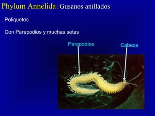 CabezaParapodios
Phylum AnnelidaPhylum Annelida:: Gusanos anilladosGusanos anillados
Poliquetos
Con Parapodios y muchas setas
 