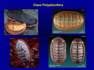 Clase Polyplacofora
 