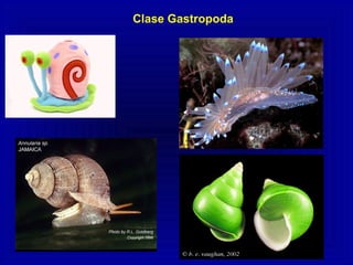 Clase Gastropoda
 