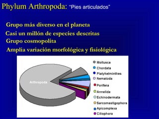 Phylum Arthropoda:Phylum Arthropoda: “Pies articulados”
Grupo más diverso en el planeta
Casi un millón de especies descritas
Grupo cosmopolita
Amplia variación morfológica y fisiológica
 