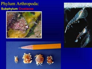 Subphylum Crustacea
Phylum Arthropoda:Phylum Arthropoda:
 