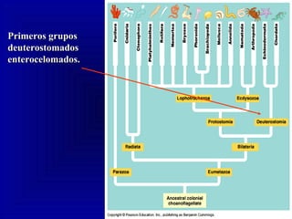 Primeros gruposPrimeros grupos
deuterostomadosdeuterostomados
enterocelomados.enterocelomados.
 