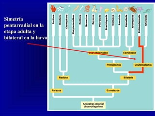 SimetríaSimetría
pentarradial en lapentarradial en la
etapa adulta yetapa adulta y
bilateral en la larva.bilateral en la larva.
 