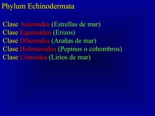 Phylum EchinodermataPhylum Echinodermata
ClaseClase AsteroideaAsteroidea (Estrellas de mar)(Estrellas de mar)
ClaseClase EquinoideaEquinoidea (Erizos)(Erizos)
ClaseClase OfiuroideaOfiuroidea (Arañas de mar)(Arañas de mar)
ClaseClase HoloturoideaHoloturoidea (Pepinos o cohombros)(Pepinos o cohombros)
ClaseClase CrinoideaCrinoidea (Lirios de mar)(Lirios de mar)
 