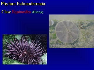 Phylum EchinodermataPhylum Echinodermata
ClaseClase EquinoideaEquinoidea (Erizos)(Erizos)
 