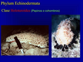 Phylum EchinodermataPhylum Echinodermata
ClaseClase HoloturoideaHoloturoidea (Pepinos o cohombros)(Pepinos o cohombros)
 