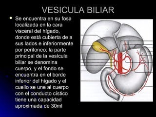 VESICULA BILIAR
   Se encuentra en su fosa
    localizada en la cara
    visceral del hígado,
    donde está cubierta de a
    sus lados e inferiormente
    por peritoneo; la parte
    principal de la vesícula
    biliar se denomina
    cuerpo, y el fondo se
    encuentra en el borde
    inferior del hígado y el
    cuello se une al cuerpo
    con el conducto cístico
    tiene una capacidad
    aproximada de 30ml
 
