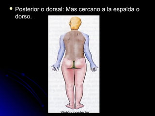  Posterior   o dorsal: Mas cercano a la espalda o
  dorso.
 