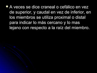 A  veces se dice craneal o cefálico en vez
 de superior, y caudal en vez de inferior, en
 los miembros se utiliza proximal o distal
 para indicar lo más cercano y lo mas
 lejano con respecto a la raíz del miembro.
 