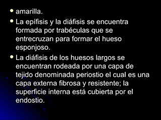  amarilla.
 La  epífisis y la diáfisis se encuentra
  formada por trabéculas que se
  entrecruzan para formar el hueso
  esponjoso.
 La diáfisis de los huesos largos se
  encuentran rodeada por una capa de
  tejido denominada periostio el cual es una
  capa externa fibrosa y resistente; la
  superficie interna está cubierta por el
  endostio.
 