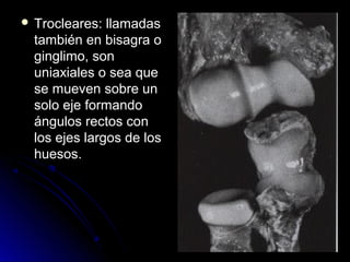 Trocleares:  llamadas
  también en bisagra o
  ginglimo, son
  uniaxiales o sea que
  se mueven sobre un
  solo eje formando
  ángulos rectos con
  los ejes largos de los
  huesos.
 