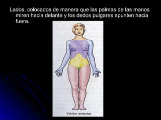 Lados, colocados de manera que las palmas de las manos
  miren hacia delante y los dedos pulgares apunten hacia
  fuera.
 