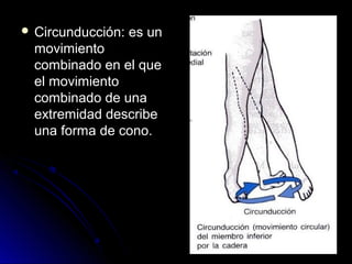  Circunducción:   es un
  movimiento
  combinado en el que
  el movimiento
  combinado de una
  extremidad describe
  una forma de cono.
 