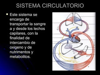SISTEMA CIRCULATORIO
 Este sistema se
 encarga de
 transportar la sangre
 a y desde los lechos
 capilares, con la
 finalidad de
 intercambio de
 oxigeno y de
 nutrimentos y
 metabolitos.
 