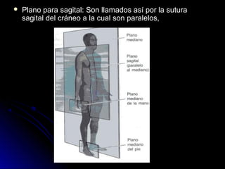    Plano para sagital: Son llamados así por la sutura
    sagital del cráneo a la cual son paralelos,
 