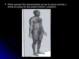   Plano coronal: Son denominados así por la sutura coronal, y
    divide al cuerpo en dos partes anterior y posterior.
 