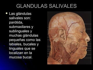 GLANDULAS SALIVALES
 Las glándulas
 salivales son:
 parótida,
 submaxilares y
 sublinguales y
 muchas glándulas
 pequeñas como las
 labiales, bucales y
 linguales que se
 localizan en la
 mucosa bucal.
 