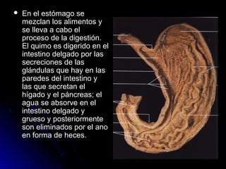    En el estómago se
    mezclan los alimentos y
    se lleva a cabo el
    proceso de la digestión.
    El quimo es digerido en el
    intestino delgado por las
    secreciones de las
    glándulas que hay en las
    paredes del intestino y
    las que secretan el
    hígado y el páncreas; el
    agua se absorve en el
    intestino delgado y
    grueso y posteriormente
    son eliminados por el ano
    en forma de heces.
 
