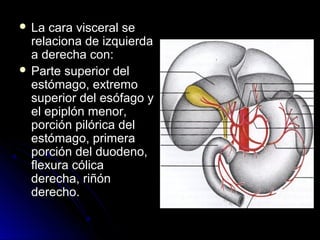  La  cara visceral se
  relaciona de izquierda
  a derecha con:
 Parte superior del
  estómago, extremo
  superior del esófago y
  el epiplón menor,
  porción pilórica del
  estómago, primera
  porción del duodeno,
  flexura cólica
  derecha, riñón
  derecho.
 