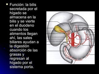  Función:  la bilis
 secretada por el
 hígado se
 almacena en la
 bilis y se vierte
 en el duodeno
 cuando los
 alimentos llegan
 ahí, las sales
 biliares ayudan a
 la digestión
 absorción de las
 grasas y
 regresan al
 hígado por el
 sistema porta.
 