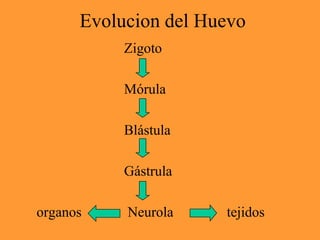 Evolucion del Huevo
Zigoto
Mórula
Blástula
Gástrula
organos Neurola tejidos