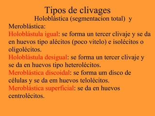 Tipos de clivages
Holoblástica (segmentacion total) y
Meroblástica:
Holoblástula igual: se forma un tercer clivaje y se da
en huevos tipo alécitos (poco vitelo) e isolécitos o
oligolécitos.
Holoblástula desigual: se forma un tercer clivaje y
se da en huevos tipo heterolécitos.
Meroblástica discoidal: se forma um disco de
células y se da em huevos telolécitos.
Meroblástica superficial: se da en huevos
centrolécitos.