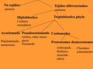 No tejidos: Tejidos diferenciados:
parazoa metazoa
Diploblastico Triploblastico phyla
Cnidaria
ctenophora
Acoelomado Pseudocoelomado Coelomados
rotifers, other minor
Platyhelminths phyla Protostomes deuterostomes
nemerteans Nematoda
Arthropods Chordates
Molluscs echinoderms
Annelids
others