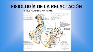 FISIOLOGÍA DE LA RELACTACIÓN
 