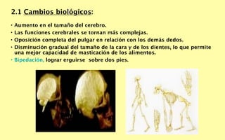 2.1 Cambios biológicos:
• Aumento en el tamaño del cerebro.
• Las funciones cerebrales se tornan más complejas.
• Oposición completa del pulgar en relación con los demás dedos.
• Disminución gradual del tamaño de la cara y de los dientes, lo que permite
  una mejor capacidad de masticación de los alimentos.
• Bipedación, lograr erguirse sobre dos pies.
 