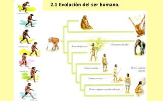 2.1 Evolución del ser humano.
 