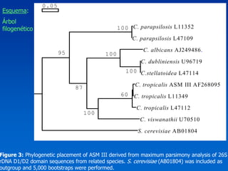0.05
 Esquema:
 Árbol
 filogenético                                  100 C. parapsilosis L11352
                                                     C. parapsilosis L47109

                       95                                C. albicans AJ249486.
                                         100
                                                        C. dubliniensis U96719
                                                 100 C.stellatoidea L47114

                             87                       C. tropicalis ASM III AF268095
                                                60   C. tropicalis L11349
                                                      C. tropicalis L47112
                                  100
                                                       C. viswanathii U70510
                                                       S. cerevisiae AB01804



Figure 3: Phylogenetic placement of ASM III derived from maximum parsimony analysis of 26S
rDNA D1/D2 domain sequences from related species. S. cerevisiae (AB01804) was included as
outgroup and 5,000 bootstraps were performed.
 
