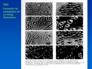 Foto:
Formación de
protoplastos de
un hongo
filamentoso
 