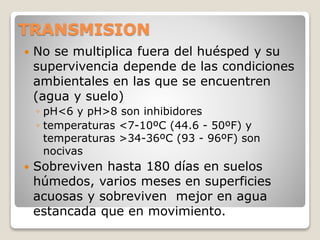 TRANSMISION
 No se multiplica fuera del huésped y su
supervivencia depende de las condiciones
ambientales en las que se encuentren
(agua y suelo)
◦ pH<6 y pH>8 son inhibidores
◦ temperaturas <7-10ºC (44.6 - 50ºF) y
temperaturas >34-36ºC (93 - 96ºF) son
nocivas
 Sobreviven hasta 180 días en suelos
húmedos, varios meses en superficies
acuosas y sobreviven mejor en agua
estancada que en movimiento.
 