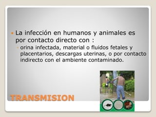 TRANSMISION
 La infección en humanos y animales es
por contacto directo con :
◦ orina infectada, material o fluidos fetales y
placentarios, descargas uterinas, o por contacto
indirecto con el ambiente contaminado.
 