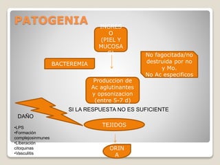PATOGENIA INGRES
O
(PIEL Y
MUCOSA
S)
BACTEREMIA
No fagocitada/no
destruida por no
y Mo.
No Ac especificos
Produccion de
Ac aglutinantes
y opsonizacion
(entre 5-7 d)
SI LA RESPUESTA NO ES SUFICIENTE
TEJIDOS
•LPS
•Formación
complejosinmunes
•Liberación
citoquinas
•Vasculitis
DAÑO
ORIN
A
 