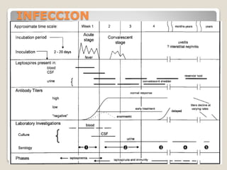 INFECCION
 