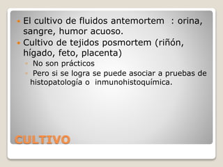 CULTIVO
 El cultivo de fluidos antemortem : orina,
sangre, humor acuoso.
 Cultivo de tejidos posmortem (riñón,
hígado, feto, placenta)
◦ No son prácticos
◦ Pero si se logra se puede asociar a pruebas de
histopatología o inmunohistoquímica.
 