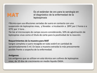 MAT
•Técnica que usa diluciones seriadas de suero en contacto con una
suspensión de leptospiras vivas, y llevadas a incubación a 28ºC por 2 horas o a
37ºC por 1 hora .
•Se lee al microscopio de campo oscuro considerando, 50% de aglutinación de
leptospiras vivas como el título de corte para la positividad de la reacción.
Requerimientos de la muestra para MAT
Sangre completa o suero recogido en tubo estéril en cantidad de
aproximadamente 5 ml. En base a muestra extraída lo más precozmente
posible frente a sospecha de la enfermedad.
Antígenos
Los antígenos que se utilizan en esta técnica son cultivos de leptospiras
vivas, de 10 días de crecimiento en medio líquido EMJH.
Es el estándar de oro para la serología en
el diagnóstico de la enfermedad de la
leptospirosis
 
