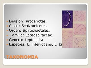 TAXONOMIA
 División: Procariotes.
 Clase: Schizomicetes.
 Orden: Spirochaetales.
 Familia: Leptospiraceae.
 Género: Leptospira.
 Especies: L. interrogans, L. biflexa.
 