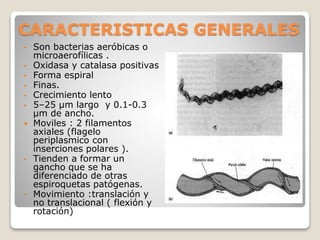 CARACTERISTICAS GENERALES
• Son bacterias aeróbicas o
microaerofílicas .
• Oxidasa y catalasa positivas
• Forma espiral
• Finas.
• Crecimiento lento
• 5–25 μm largo y 0.1-0.3
μm de ancho.
 Moviles : 2 filamentos
axiales (flagelo
periplasmico con
inserciones polares ).
• Tienden a formar un
gancho que se ha
diferenciado de otras
espiroquetas patógenas.
• Movimiento :translación y
no translacional ( flexión y
rotación)
 