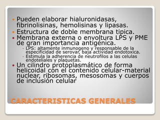 CARACTERISTICAS GENERALES
 Pueden elaborar hialuronidasas,
fibrinolisinas, hemolisinas y lipasas.
 Estructura de doble membrana tipica.
 Membrana externa o envoltura LPS y PME
de gran importancia antigénica.
 LPS: altamente inmunogeno y responsable de la
especificidad de serovar, baja actividad endotoxica.
 Estimula la adherencia de neutrofilos a las celulas
endoteliales y plaquetas.
 Un cilindro protoplasmático de forma
helicoidal con el contenido celular-material
nuclear, ribosomas, mesosomas y cuerpos
de inclusión celular
 