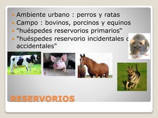 RESERVORIOS
 Ambiente urbano : perros y ratas
 Campo : bovinos, porcinos y equinos
 "huéspedes reservorios primarios“
 "huéspedes reservorio incidentales o
accidentales"
 