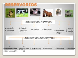 RESERVORIOS PRIMARIOS
L. canicola
L. bataviae
L. Hardjo
L. pomona
L. bratislava
L.
icteohaemor
rhagiae
L. Ballum
L. hardjo
L. bratislava
RESERVORIOS ACCIDENTALES
L.
icterohaemorrha
giae y L. georgia
L.
grippotypho
sa
L. autumnalis L. pomona L. pomona L. pomona
RESERVORIOS
 