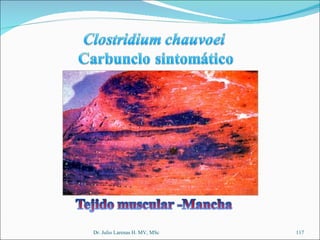 Dr. Julio Larenas H. MV, MSc 