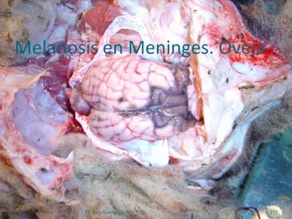 Dr. Julio Larenas H. MV, MSc 